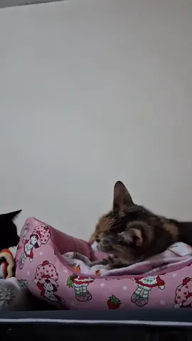 When you have two cats 🤣🤣#cat #funnycat #funnyvideos #funnytiktok #funny #catsoftiktok #tiktokcats #Foryou 