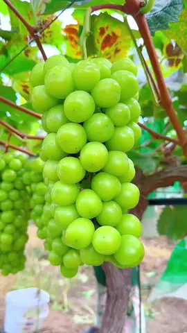 Anggur Shine Muscat adalah varietas anggur meja Jepang yang sangat populer dan terkenal karena rasanya yang manis dan aroma muscat yang kuat. Anggur ini memiliki kulit yang tipis dan berwarna hijau kekuningan, serta daging buah yang renyah dan juicy. Shine Muscat dikenal karena: - Rasa manis yang tinggi - Aroma muscat yang kuat dan khas - Tekstur renyah dan juicy - Kulit yang tipis dan mudah dikunyah Anggur Shine Muscat sangat digemari sebagai buah segar dan sering disajikan sebagai camilan atau hadiah.
