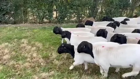 > 🔥 Dopper Sheep for Sale 🔥 Strong, fast-growing, low maintenance 🐑 Book yours now – few left! 📍 [Nakuru njoro] 📞 WhatsApp 0102940064 #DopperSheep #KenyaFarmers #CherubeiFarm #LivestockForSale #AgriTok #FarmingInKenya #SheepFarming #FarmHustle 