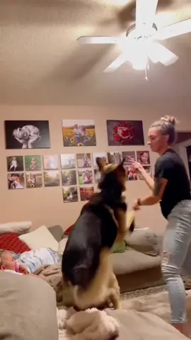Dogs are not only companions but guardians #dog #fyp #funny #dogsoftiktok #pets #doglover #baby 