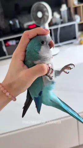 Funny parrot🦜#funny #foryou #parrot #pet 