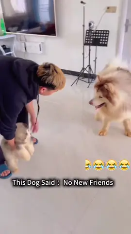 The reaction of a dog seeing a new friend for the first time 🤣#dog #dog #funnyvideos #dogtok #funnymoments #haha #dogsoftiktok #pets #foryou #PetsOfTikTok #doglife 