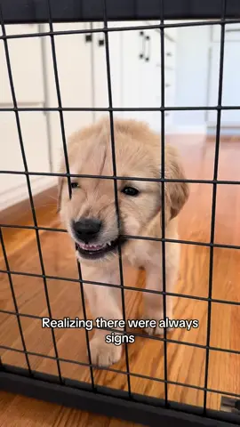Naughty since day one #puppies #puppytiktok #whiskey #goldenretrieverpuppy #puppyphase #babyshark 