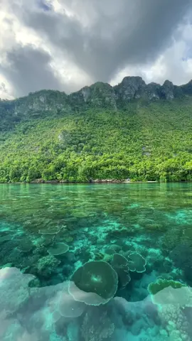Pernah bayangin Jurassic Park tapi versi tropis? North Seram di Maluku punya paduan yang nyaris mustahil, laut sebening kaca dengan taman karang warna-warni, dibingkai hutan lebat dan tebing-tebing purba yang megah. Gak cuma cantik, tapi juga terasa nyaris tak tersentuh. Buat yang cari tempat tenang dan benar-benar alami—ini jawabannya. Cr/IG: itammanis_ 📍 North Seram, Maluku #WonderfulIndonesia #NorthSeram #ExploreMaluku #HiddenGemsIndonesia #DiIndonesiaAja #WisataBahari 
