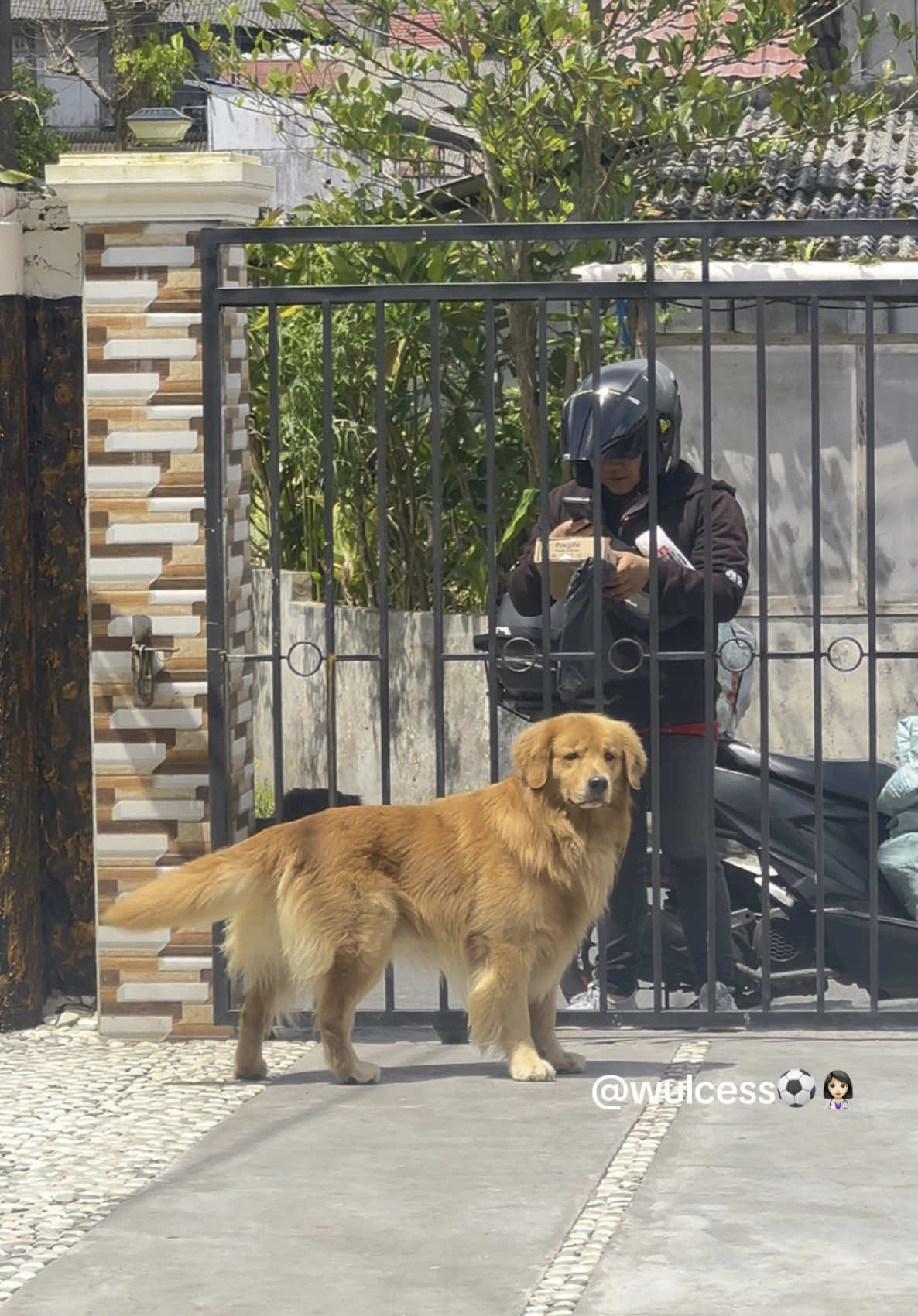 Zoo si tukang ambil paket, paling excited kalo ada kurir datang bawa paket ke rumah 🥰🐶 #Zooambilpaket #goldenretriever #Tomohon #dog #fyp #fy #fypシ゚ #anjingpintar 