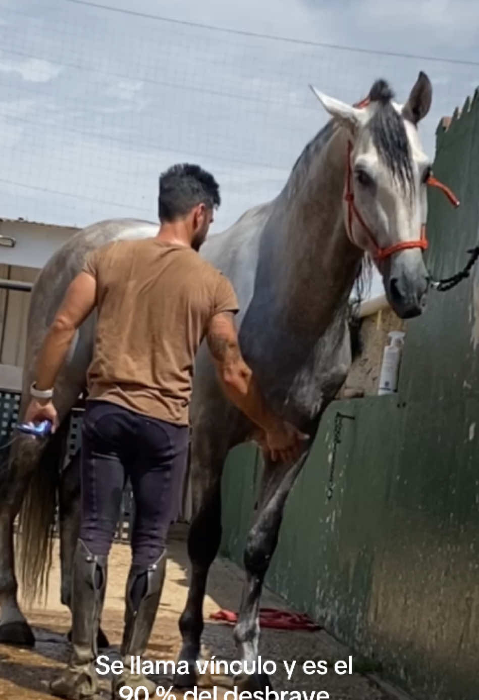 Mi modorro #pre #hipica #calor #campo #desbravedepotros #domanatural #caballoespañol #purarazaespañola #horse #animalsoftiktok 