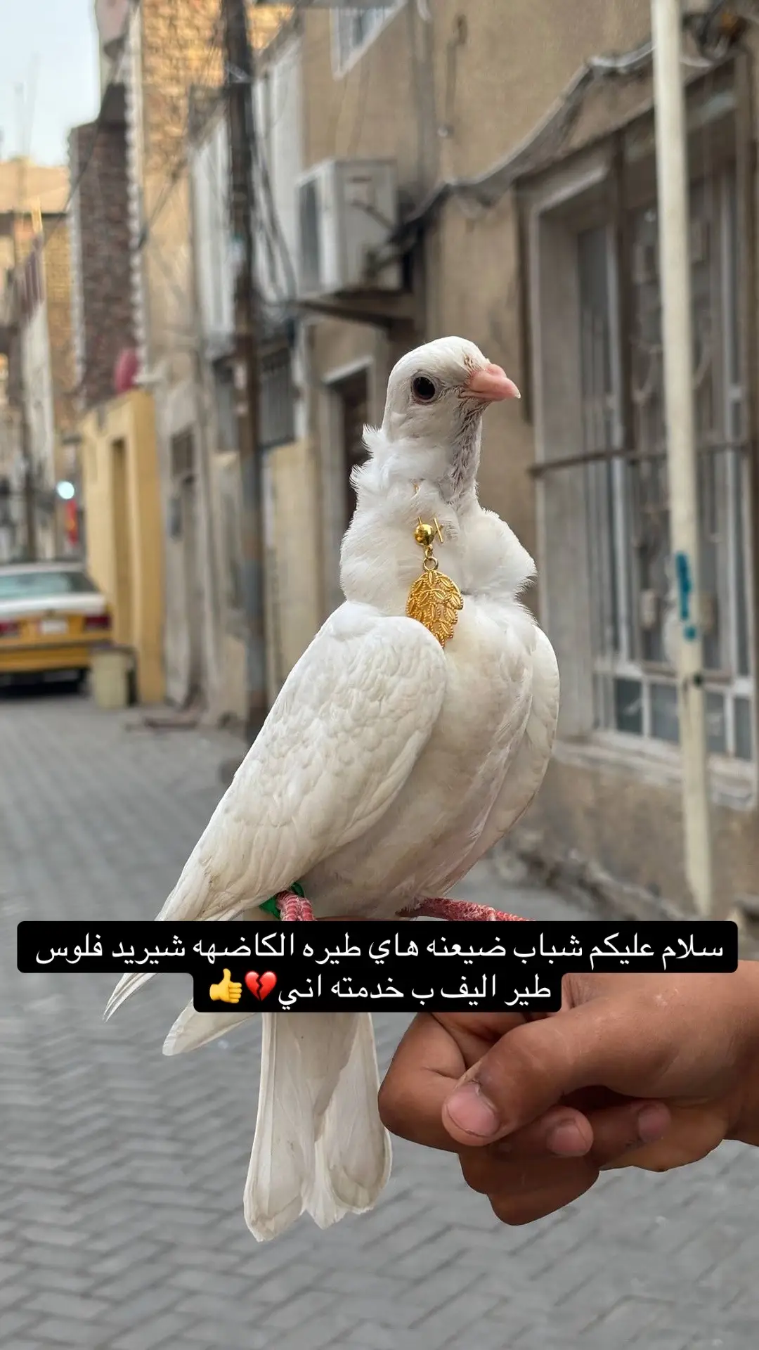 طيور اليفه#طيور اليفه #طيور_الزينة #اطيور_عراق_ابغداد_ #رحيم @ابن ال مدينة❤ @رحيم الدراجي🕊️ 