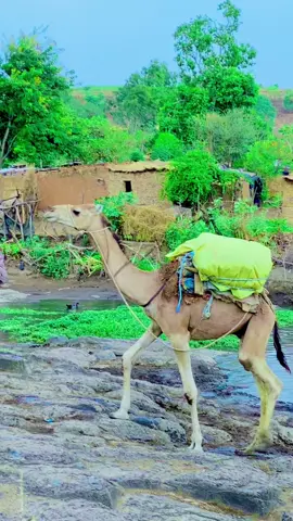 #دي نيرتتي… قلب جبل مرّة ❤️🐪🌿 جَمل ماشي في سُكة حجرية، شايل حمولة وساكن في بالو الصبر والناس تمشي في الموية براحة، زي خطوات الزمن الهادي.. الخُضرة ملفحة المكان، والبيوت الطينية واقفة شامخة زي تاريخ المكان دي نيرتتي… ما بس طبيعة، دي حياة، وطمأنينة، وأصالة متجذرة الزول البشوف الصورة دي، ما بس يشوف مشهد… يشوف قصة