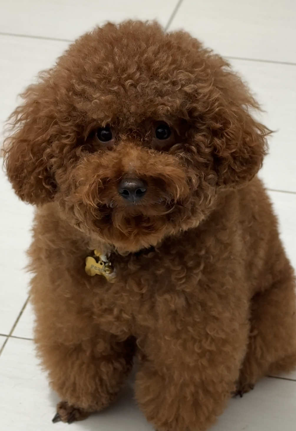 Gemoynya peanut😘 #anabulkesayangan #poodle #poodletoy #anjinglucu #poodlelover #dogsoftiktok #anjingpintar 