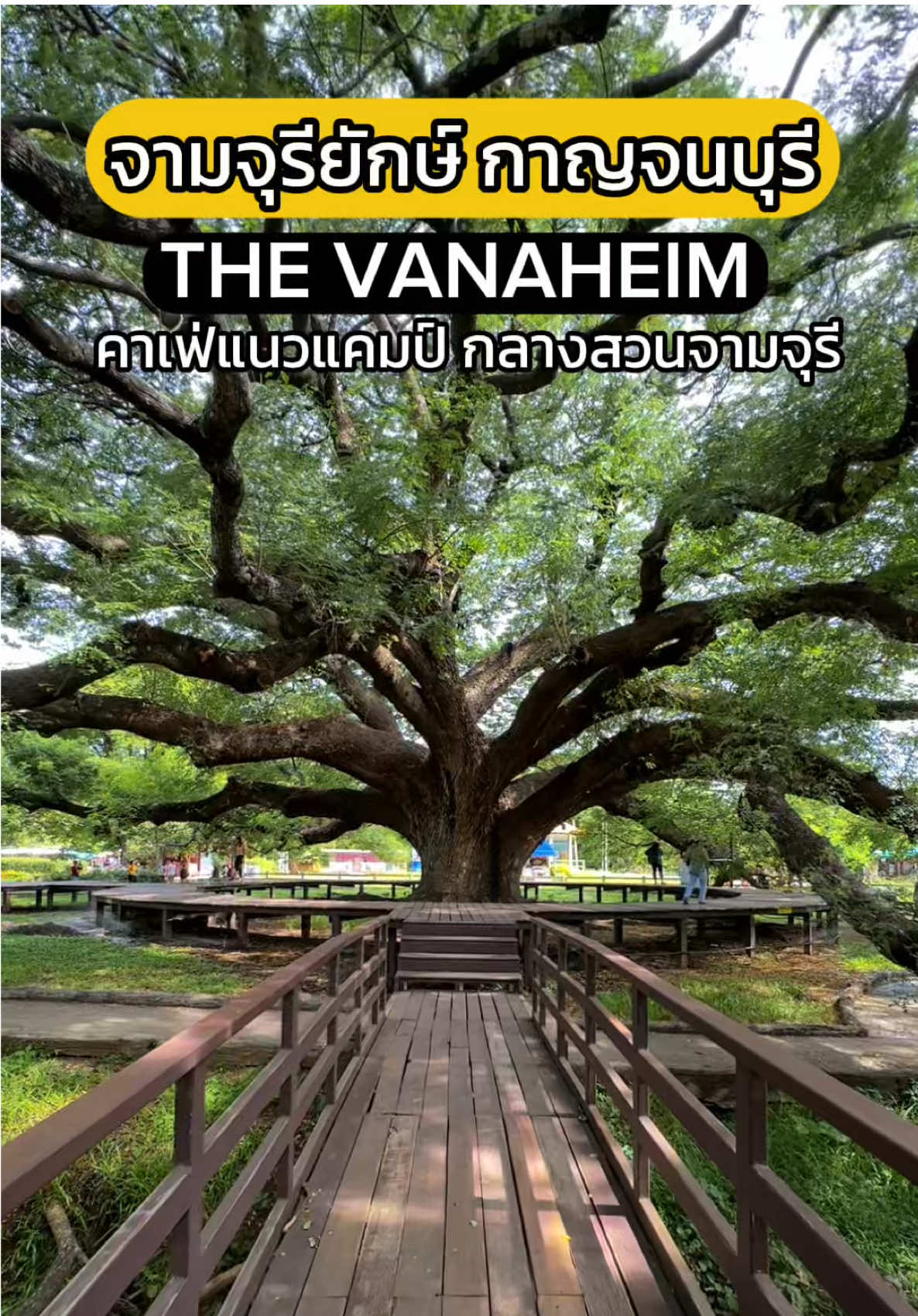 ไปดูต้นจามจุรี แต่ดันเจอคาเฟ่มัทฉะ อร่อย ร้าน The Vanaheim #กาญจนบุรี  อยู่กลางสวนจามจุรี เลยแม่ เริ่ดเว่อร์ #ต้นจามจุรียักษ์ #เที่ยวกาญจนบุรี #คาเฟ่กาญจนบุรี #ร้านเด็ด 