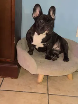 #frenchie #bulldogfrances #dog 