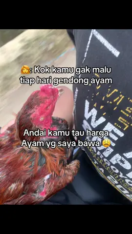 Mereka gatau harga ayam hobi 😭 #ayambangkoksuper #ayambangkok #pakhoy #ayambangkokindinesia #bangkokselatan #ayambangkokimport #fyp 
