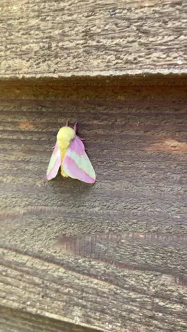 Rosy maple moth season!!! & another new friend 💖✨