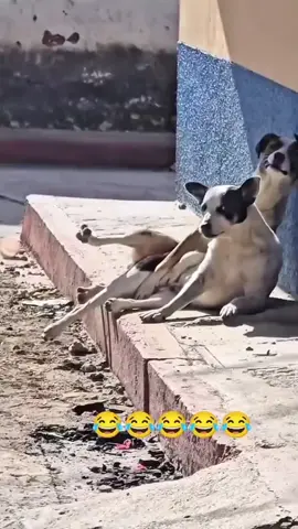 #dog #funny #viral #foruyou #foryoupage 