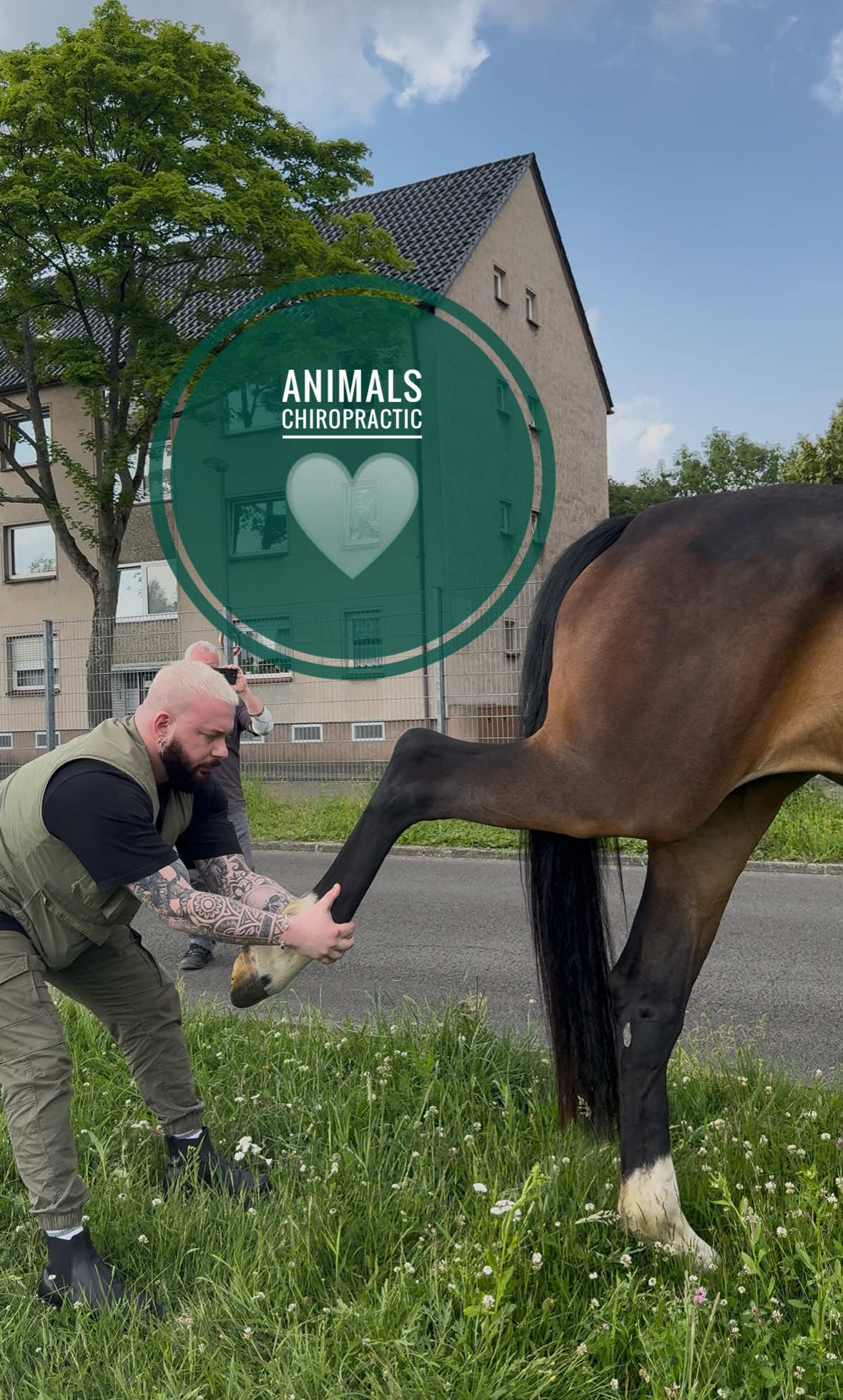 Horse with back pain 🥹🥹🥹 • • • #foryou #asmr #animal #chiropractortiktok #türkiye #hundeauftiktok #hund #tiere #Love #bochum #helfen #animals 