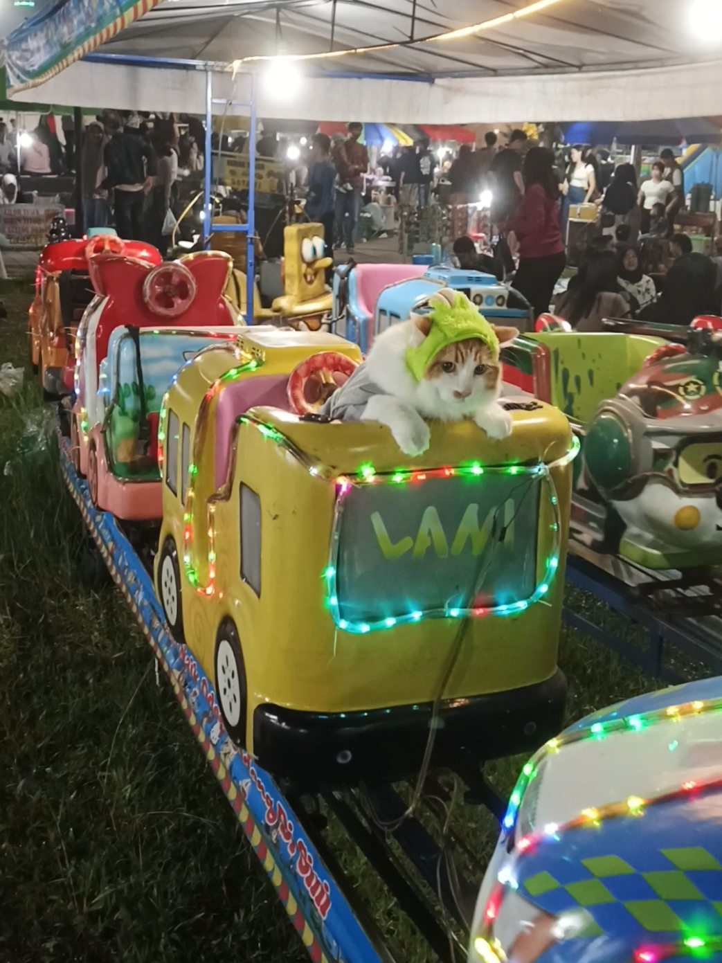 menikmati banget #fypシ゚ #fyp #catsoftiktok #viral #fypage 