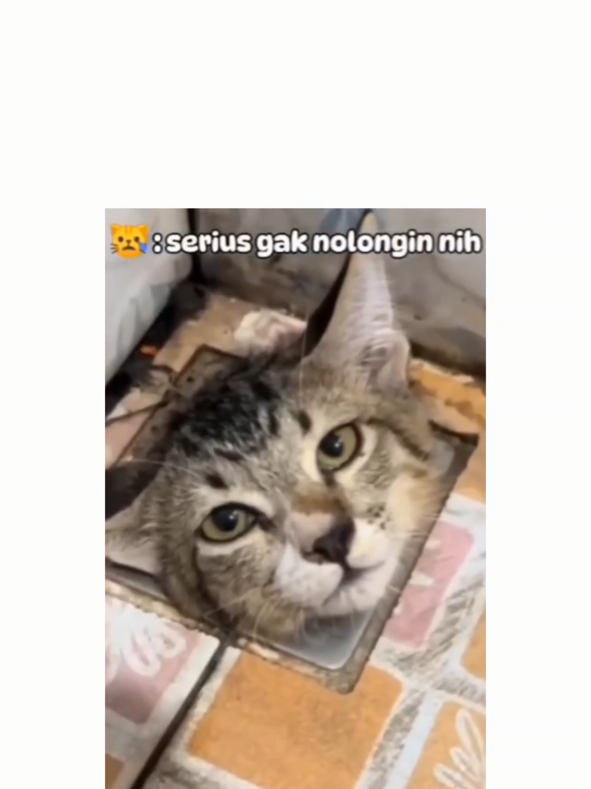 Follow untuk asupan kucing-kucing lucu, aneh, dan menggemaskan . #fyp #kucing #kucinglucu#tkucingpersia #kucingindonesia #pecintakucing #kucinganggora