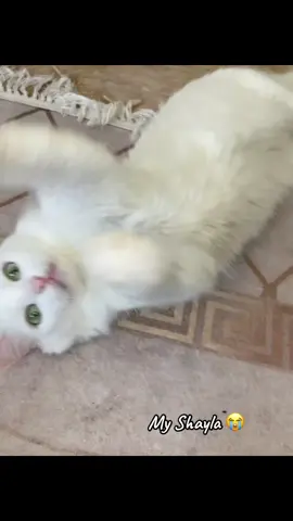 ✨ #hernameisperla #cat #pourtoi #fyp #foryoupage #قطتي #myshayla 
