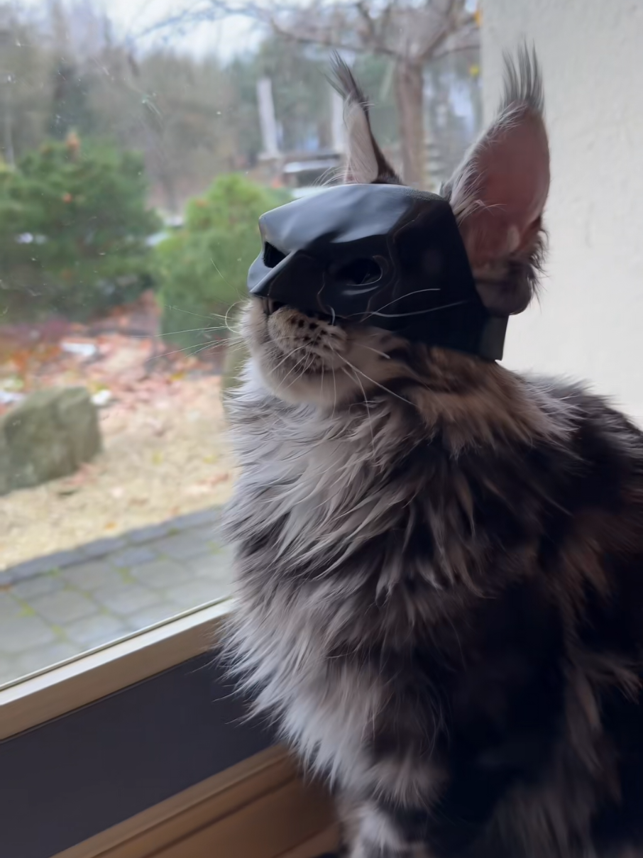 cat Batman #cat #gato #miaumiau🐈 #jefersonlemes1 