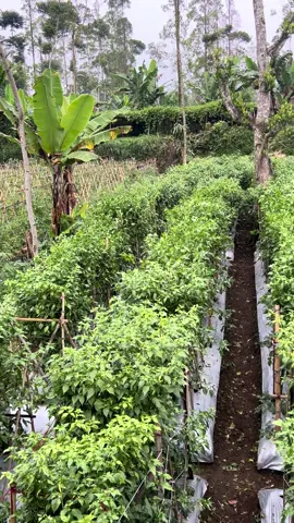 #ori #ori212#ori212🌶️🌶️🌶️🌶️🌶️🌶️ #fyppppppppppppppppppppppp #auraseed #petaniindonesia🇮🇩🇮🇩🇮🇩🌿🌿 