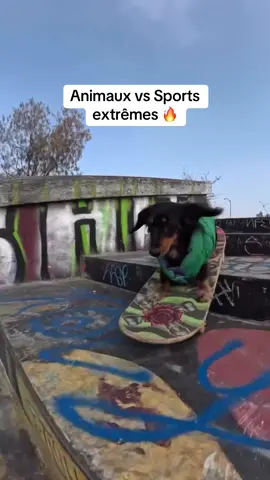 Petite compil animaux vs sports extrêmes pour bien commencer la journée 🤠 1. @tonyhawk n’a qu’à bien se tenir  2. Attention aux mollets 😅 3. Ça fart ou quoi ?  4. Course d’obstacles 🐿️ 5. Bababa le réflexe  6. Quand tu pars shaper tes bosses avec ton meilleur pote #animaux #compilations #pourtoi #sportsextremes #pourtoi 