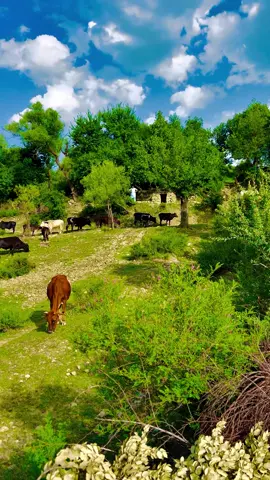 Tirah Valley Toor Ghar View ❤️🏔️. . . . . #tirahvalley #explor #foryoupage #typ #peaceful #peaceful #viralvideo #1millionviews #tirahbeautyview #naveed_ahmad_10 