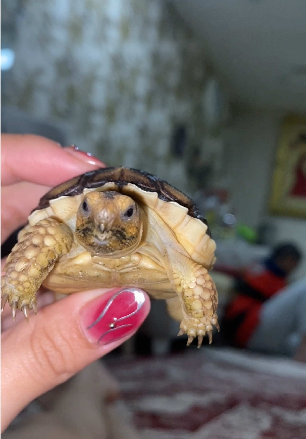 pretty LITTLE baby 🐢🌺 #turtletok#tortoise#turlte#kurakura#sulcata#pardalis#indianstar#reptile#reptiletok#commonsnappingturtle#cst
