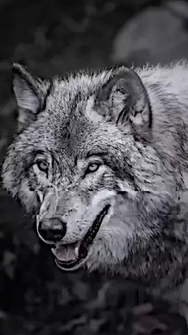 👤