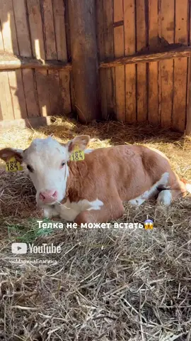 Неизвестная болезнь настигла теленка #герефорд #корова #теленок #болезнь #лечение #ветеринар #фермер #хозяйство #рек 