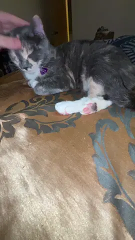 ITS TOO MUCH DIHH?! 🤤 #fyp #yesking #yesking😩 #yeskingaudios #cat #cats #catsoftiktok #funny #funnyvideo #funnycat #viralvideo #viral #trending #trend 