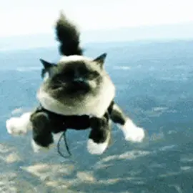 #catcore #cattok #etheral #cat #cutecat #biscuits 