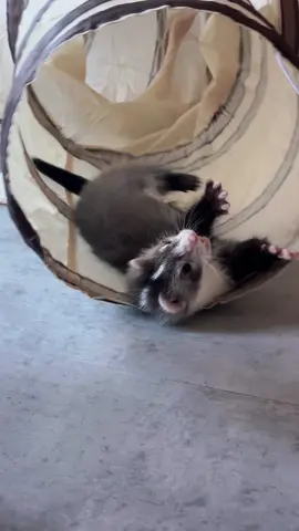 #ferret #ferretsoftiktok #ferrets #fret #fyp #angoraferret #pets #PetsOfTikTok #pandaferret #pintofret 