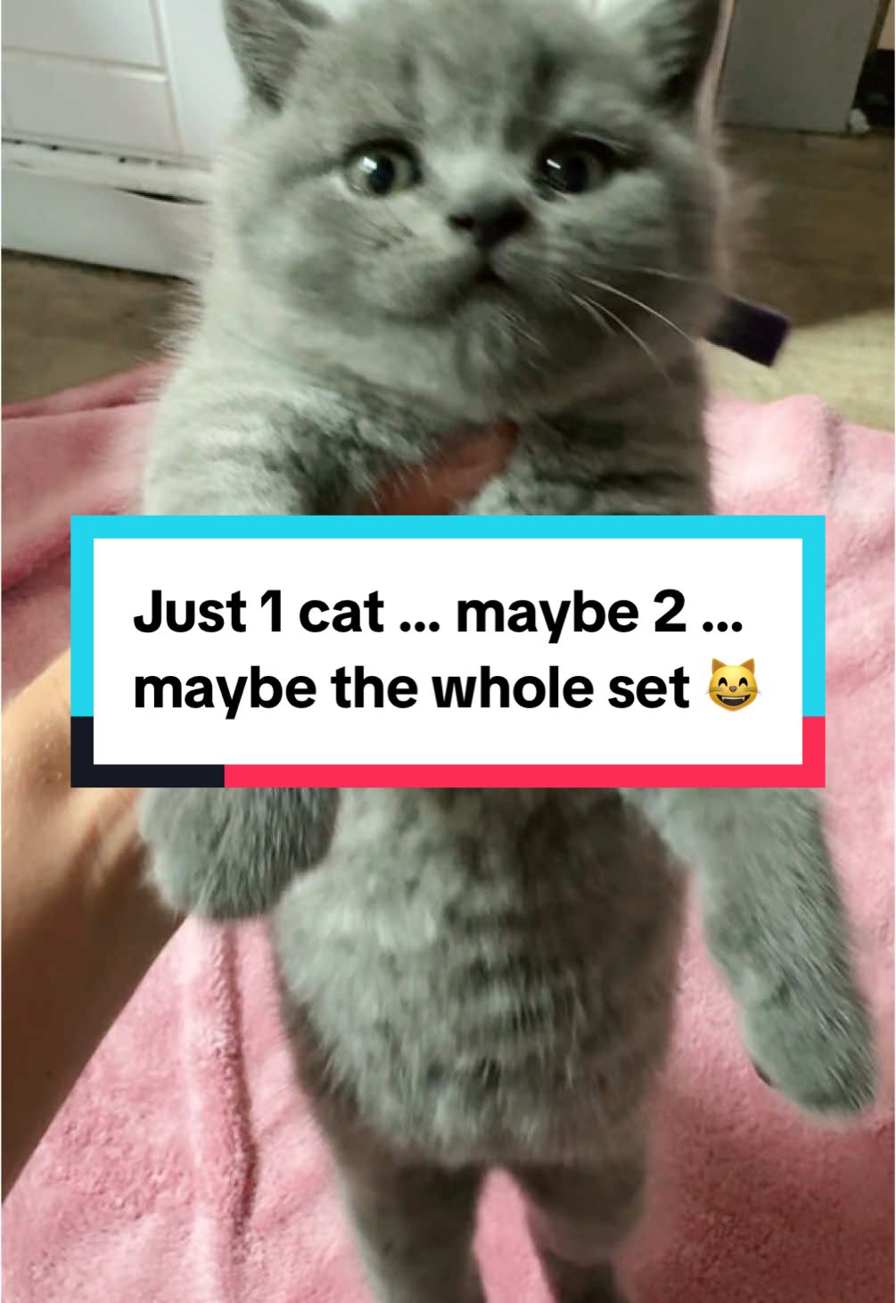 Just One Cat… Then the Whole Chaos 😼🔥❤️ #britishshorthair #justonecat #cattok #catsoftiktok #furbabies #cat #cats #kitten #kittens #heneedsafriend #friend #animal #pet #petlover 