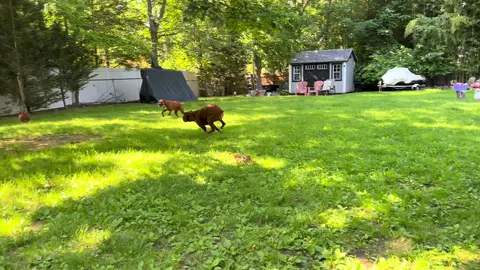 Just running some laps. We haven’t had sunshine in a while. I don’t think they remember all the rain. #zeustheboxerdog #lunatheboxerdog #boxersrule #boxerlife #boxerlove #boxerdogs #boxers #boxerdogsoftiktok 