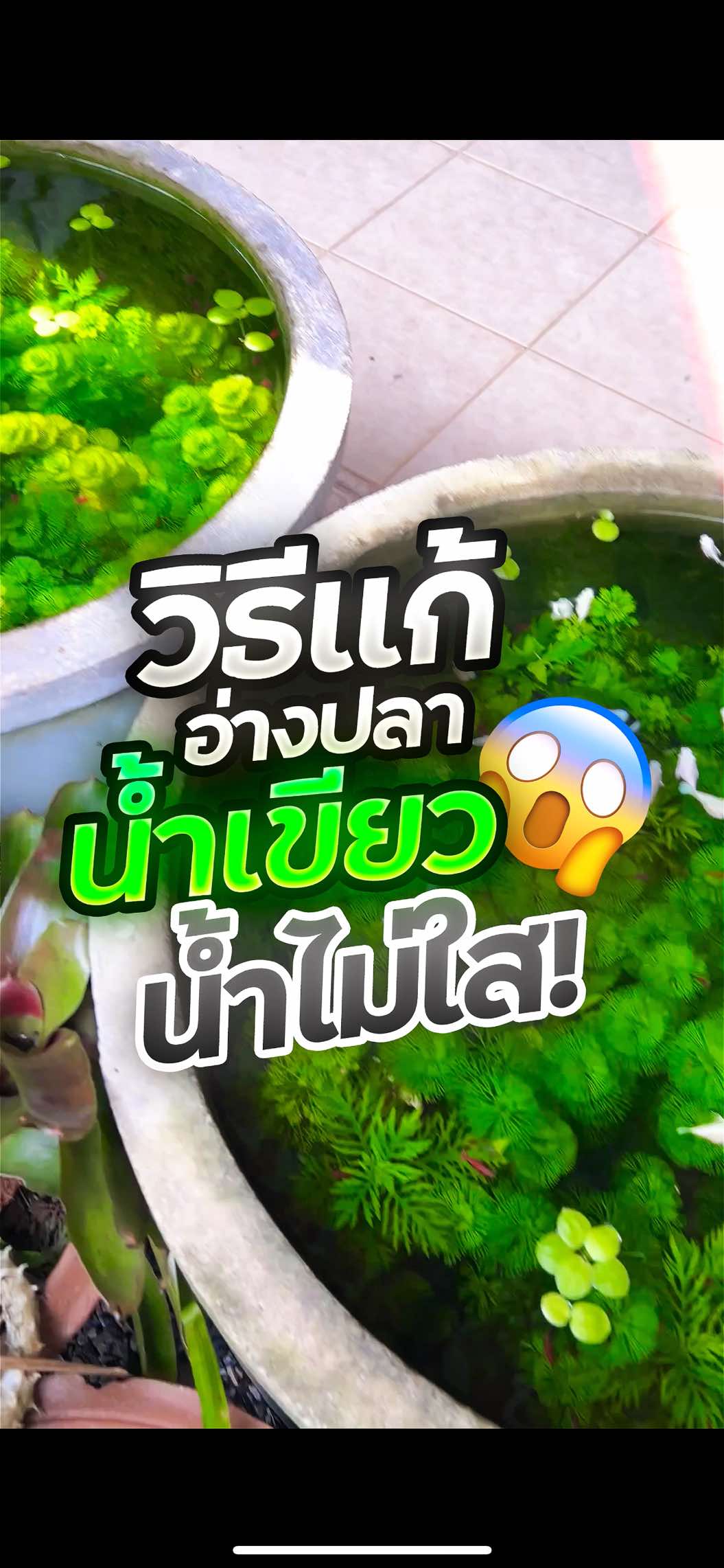 ตอบกลับ @kk_kk3434 วิธีทำให้อ่างปลาน้ำเขียวกลับมาน้ำใสครับ🥰 . . . #บ่อปลา #จุลินทรีย์ตัวดี #จุลินทรีย์ปรับสภาพน้ํา #จุลินทรีย์ปรับสภาพน้ําใส #อ่างปลา #ปลาสวยงาม #ปลา #fyp #foryou #เทรนวันนี้ #เลี้ยงปลา #pet #fish #ไม้น้ํา #ปลาบอลลูน #อ่างปลาหน้าบ้าน #CerealCerdik 
