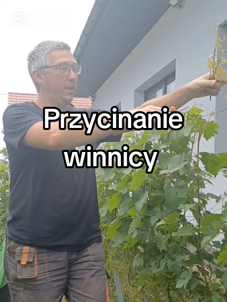 Przycinanie winnicy. Obcinanie pasierbów.  #winodomowe #winnica #winorośl #uprawawinorośli #sadzonkiwinogron #winnicanieznanowice #winogrona #sadzonkiwinorośli 