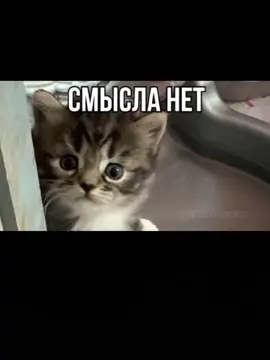 #мемыскотиками #котики #мемы #котята