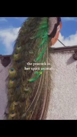 🦚 A symbol of beauty, resilience, and sacred power across South Asia, she carries its magic in every movement.🦚 #desi #indian #pakistani #bangladeshi #southasian #peacock #peacocklove #spiritanimal #Love #bird #symbol #aesthetic #desiaesthetic #fyp #fypシ #desifyp #goviral #🦚 #🇮🇳 #indiantiktok 