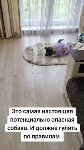 #французскийбульдог #собаки #соьакаприколы #бульдог #правилавыгуласобак 