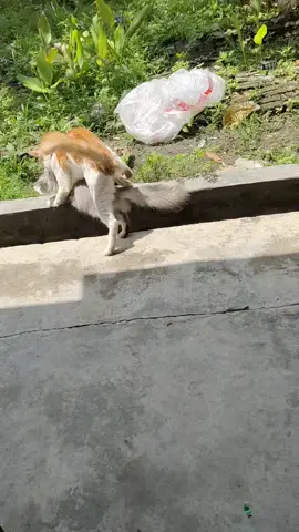 woiiii bayar hantaran dulu woiiiii,, #fyp #fypシ #fypシ゚viral #fypage #kucing #kucinglucu #kucingtiktok #kucinggemoy #kucingku 