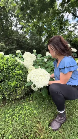 Hello hydrangeas 🌞