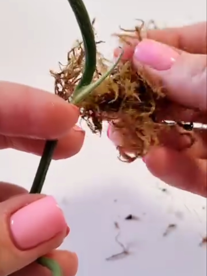 100% rooting of the cutting. Just apply wet moss to the aerial root, wrap it with film and open it after 2-3 weeks. Now you can cut the cutting from the plant and it already has roots. No need to worry that it does not germinate. #anthuriumkingofspades #anthuriumkos #anthuriumhu #anthuriumhybrid #anthurium #anthuriums #anthuriumlovers #anthuriumlover #ihaveathingforanthuriums #anthuriumsofinstagram #allaboutanthuriums #anthuriumthursday #anthuriumaddict #aracae #aracaelovers #aroid #aroidaddict #aroidsofinstagram #gronneplanter #planter #danishplantcommunity #plantsmakepeoplehappy #plantlove #girlswithplants #botanicalwomen #plantlover #flauntyourleaves 
