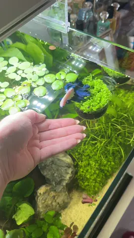 ✨fish have feelings too✨ Pls be kind & gentle to your fish, they love you 🫶🏼 #betta #bettafish #fish #aquarium #tobeloved #loveyou #f #fyp #foru #for #fishtank #plantedtank #fürdich #aquascape #foryoupage❤️❤️ #api #ada #shrimp #fypdong #animalsoftiktok #animal #animalfriends #fyppp #fypppppppppppppp #fyp #ConSantanderConecto #plants #plantsoftiktok #kenkaneki #fish 