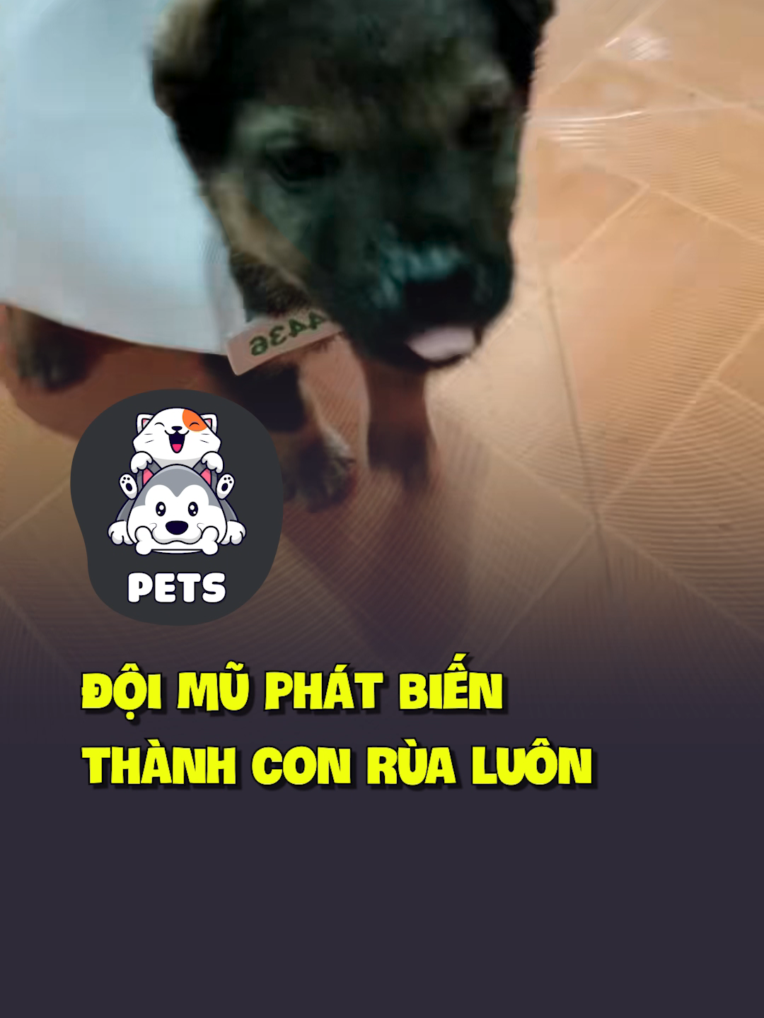 Đội mũ phát biến thành con rùa luôn 😂 #shorts #pets