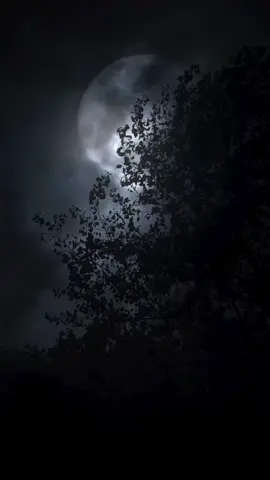 Kimim var ki senden başka  Yerim yurdum yok beni sakla  Kırıldı kolum kanadım tutundum sanaa  Annem de sensin babam da  Bir sancısın ah şuramda    Kurban Ömrüm yollarına yar 🎤 HiraiZerdüş - Kimim Var Ki Senden Başka #hiraizerdüş #kimimvarkisendenbaşka 