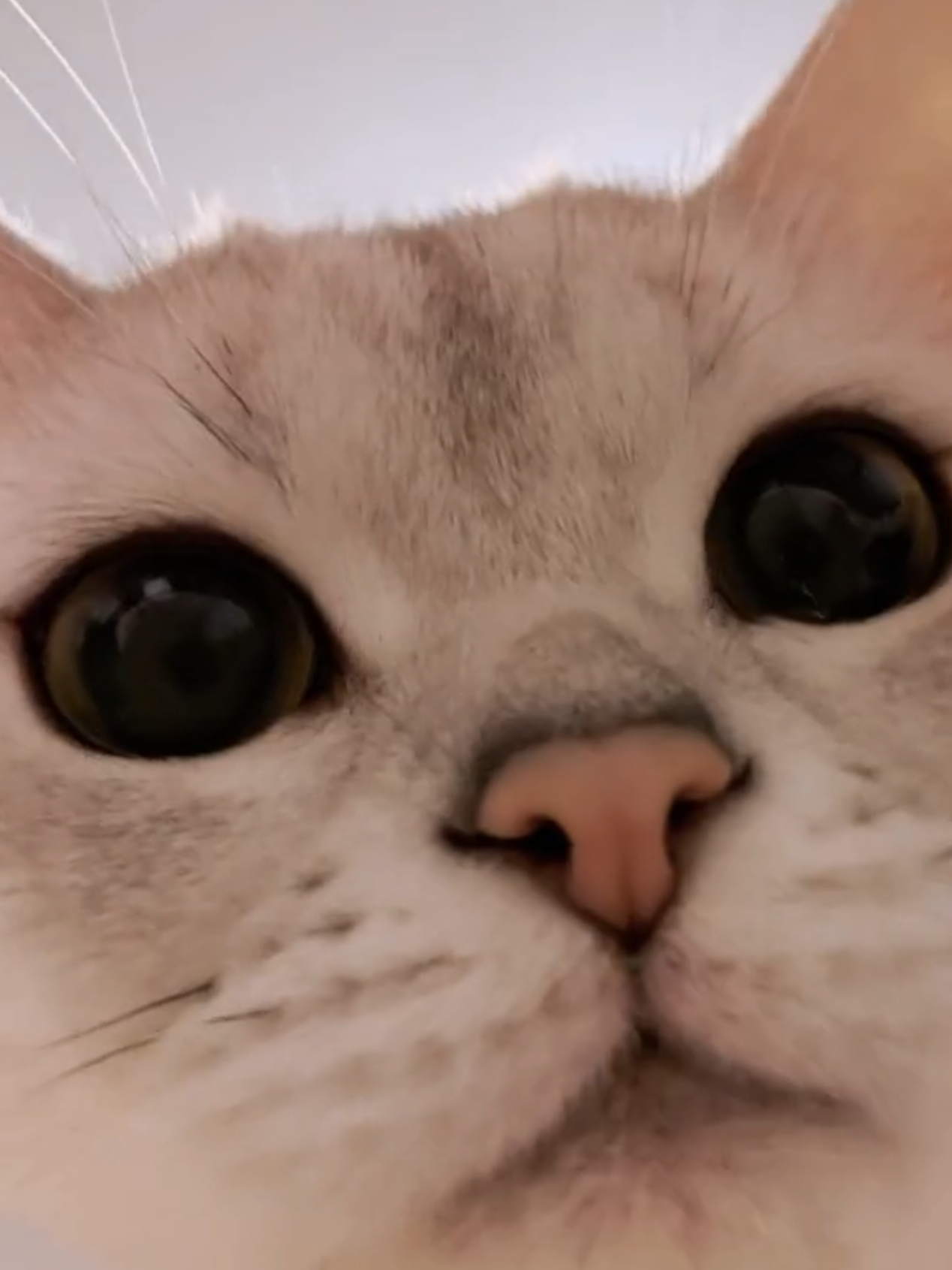 Funny Cat Looking Live Wallpapers Photos #funny #cat #catlover #animal #wallpaper #livephoto #livewallpaper #videowallpaper #phonewallpaper #bestwallpaper 