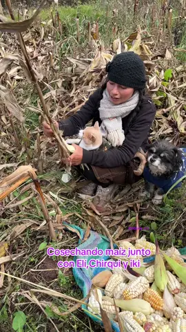Cosechando maíz junto con mis gatitos Elí,Chirqui y iki  #cosechandomaiz #maiz #cosechando #vidadelcampo #trabajodelcampo #conmismascotas #trabajandoduro #paisajesnaturales #gatosfelices #gatosinteligentes #gatosgraciosos #gatitos_haciendo_cosas #gatitostiernos #gatitosbonitos #gatointeligente #gatitointeligente #gatocurioso #gatoscuriosos_ 