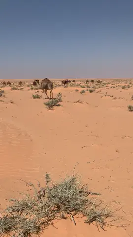 #بنقردان_الحدود_الليبية_التونسية🇱🇾🇹🇳 #الشعب_الصيني_ماله_حل😂😂 