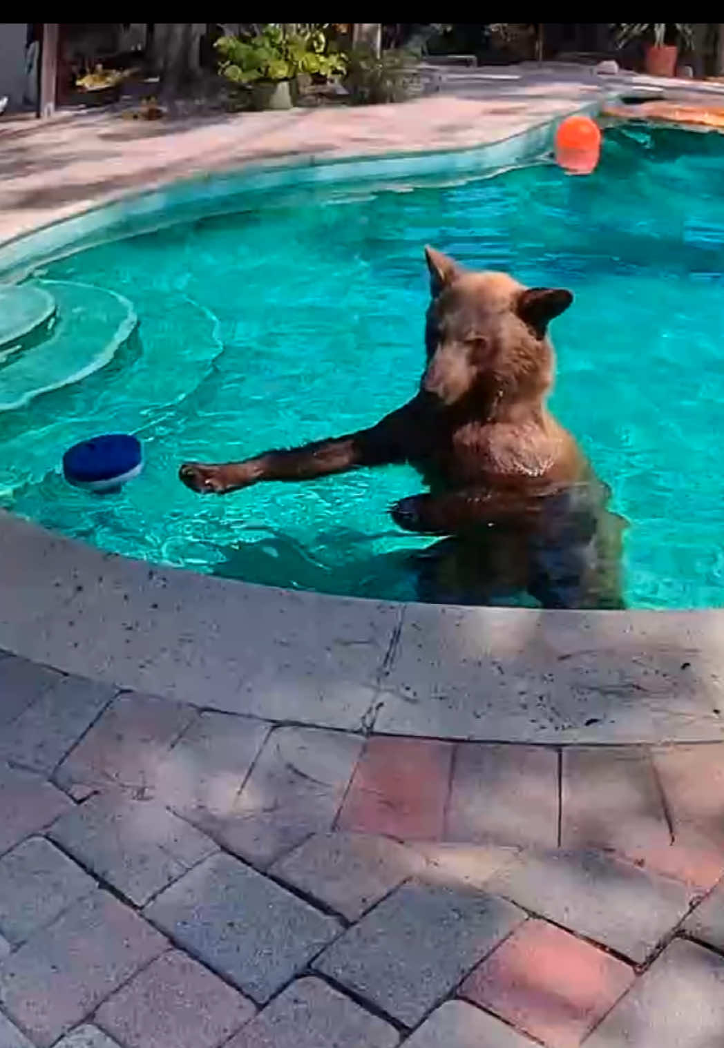 Sammy’s pool day! #bear #nest #puppy #blackbear #cub 