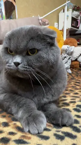 #angrycat #кіт #кіттіктокер #cat #catsoftiktok #повелительквартири #володарквартири #рек #рекомендації #timokha_boss #fyp #FYP #viral_video #котикиприколы #котик #cats #meow #котэ #catlife #cats
